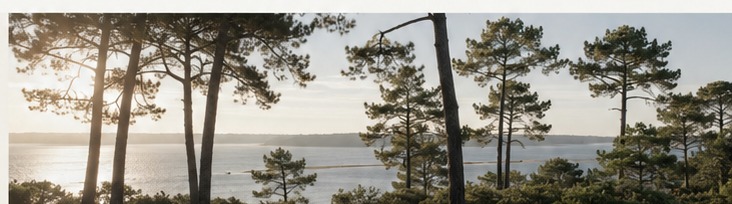Pins maritimes face au Bassin d’Arcachon