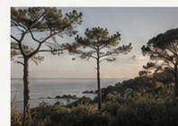 Pins maritimes autour d’une propriété sur le Bassin